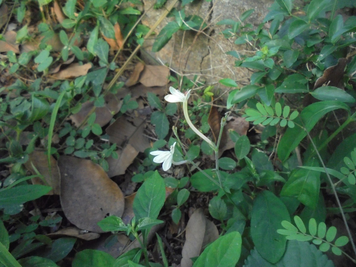 Rhinacanthus polonnaruwensis L.H.Cramer